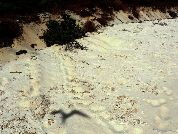 37- Traces de tortues 